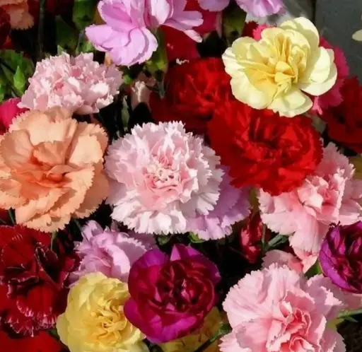 M25 LG Carnations Assorted 