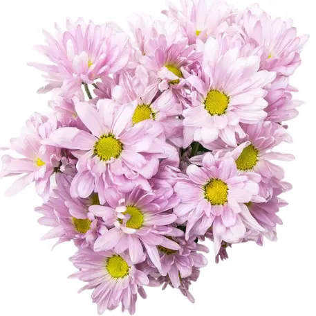 PO Pink Alma Daisies