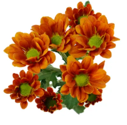 PO Orange Managua Daisies 