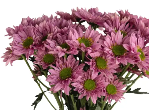 PO Daisies Pink Adele