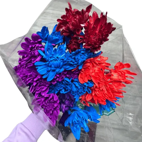 M25 Chrysanthemums Rainbow Tinted 