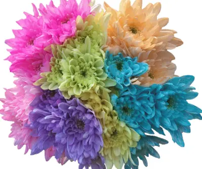 PO Chrysanthemums Tinted Rainbow