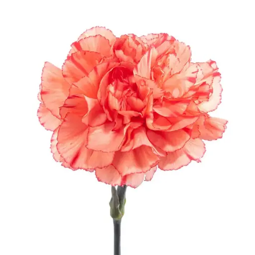 LG Carnations Orange Trueno