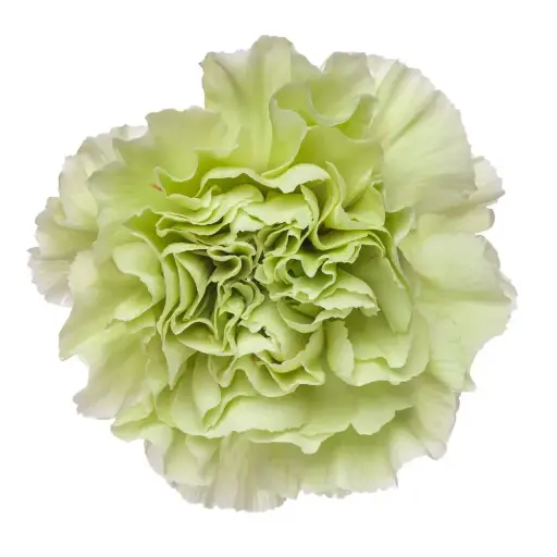 LG Carnations Light Green Selva 