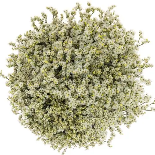 M25 Limonium Caspia White Pina Colada