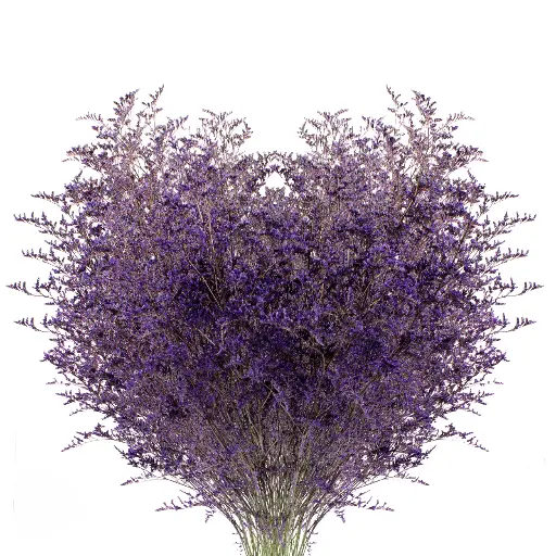 M25 Limonium Caspia Purple 