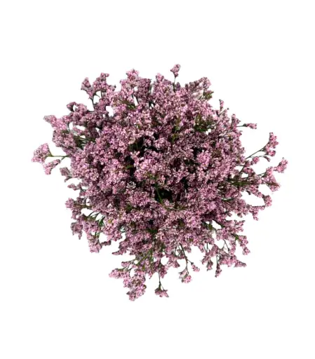 M26 Caspia Pink Tropink 