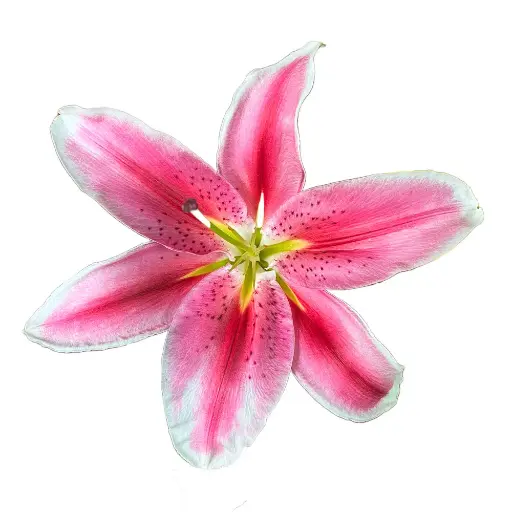 M25 Oriental Lilies Pink & White Starfighter 