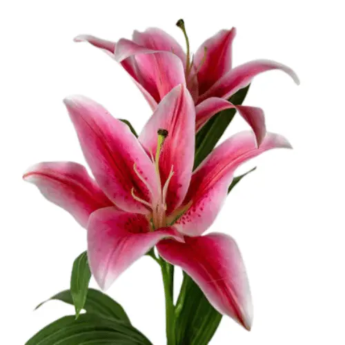 M25 Oriental Lilies Dark Pink 