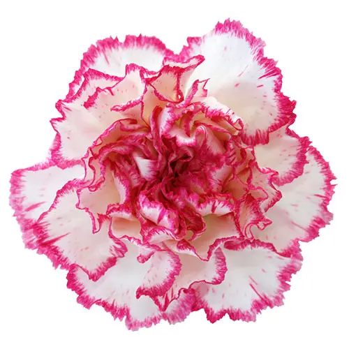 M25 Lg Carnations Bi-Color Pink & White Komachi 