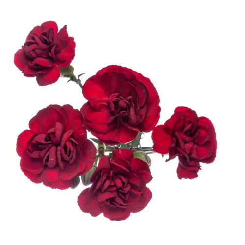 PO Mini Carnations Burgundy 