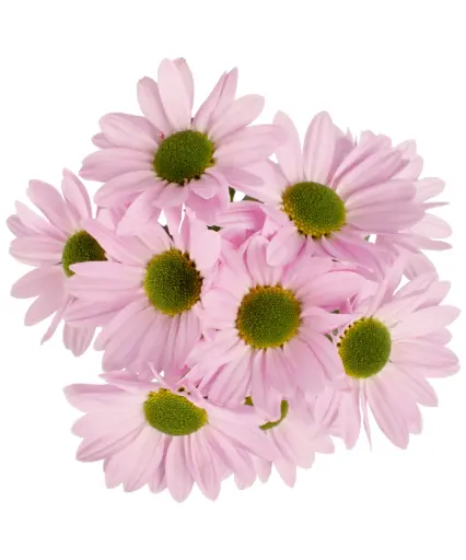 AL26 Daisies Pink Top Dollar