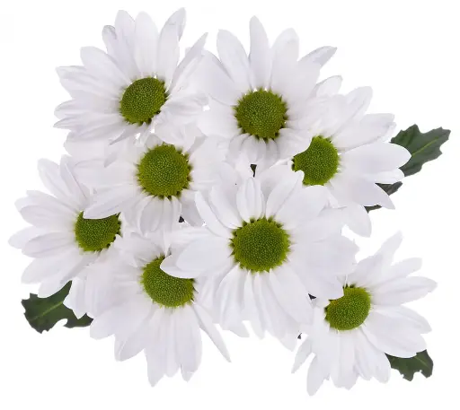 PO Daisies White Top Dollar 