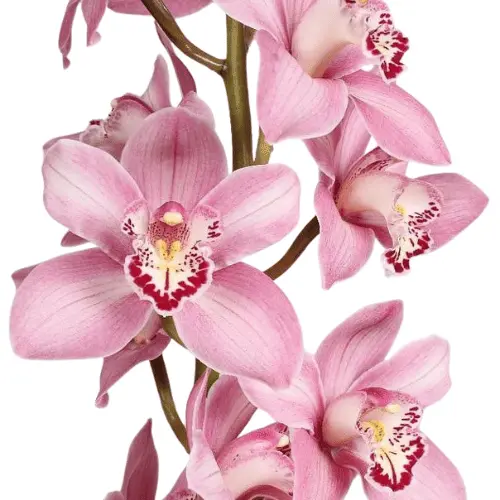 M25 Cymbidium Pink Candy 