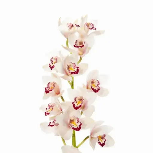 M26 Mini Cymbidium White
