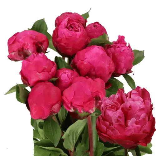 M25 Peony Deep Fuschia Red Bernhardt (1st)