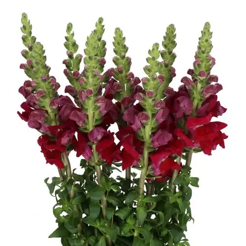 M25 Snap Dragon Red