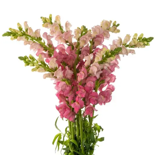 M26 Snap Dragon Pink