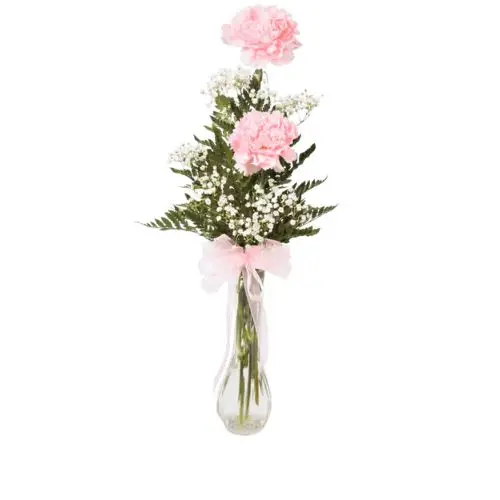 2 Carnations Dressed