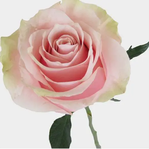 50cm Roses Light Pink Mondial
