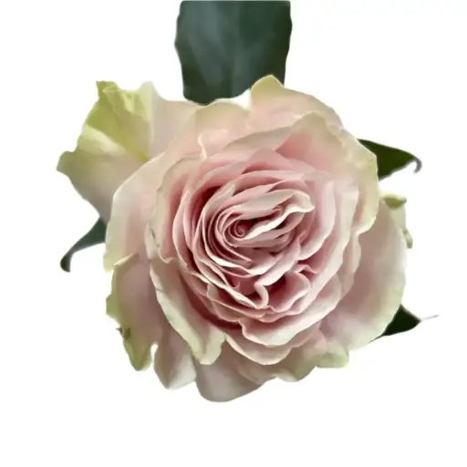 50cm Roses Light Pink Mondial