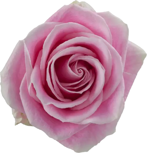 50cm Roses Rosita Vendela 