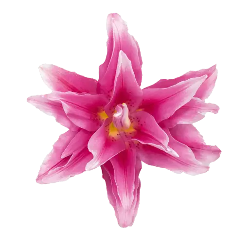 RoseLily Bright Pink Elena 