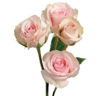 Spray Roses Pink Star Blush 