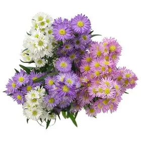 26TH 80cm Asters Assorted (5st)  