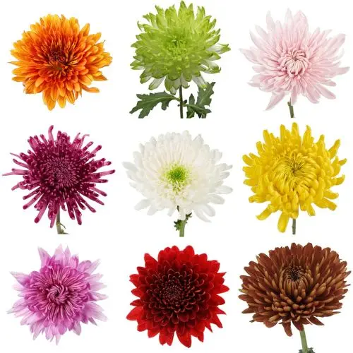 26TH 70cm Cremons Assorted