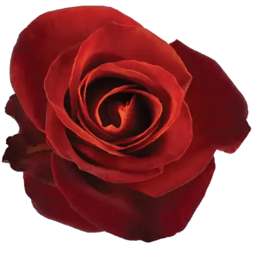 26TH 40cm Roses Brown Cafe Del Mar