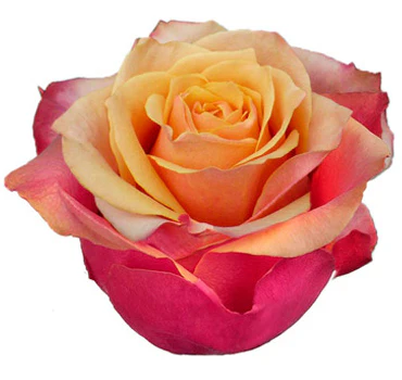 26TH 50cm Roses Orange Cherry Brandy 