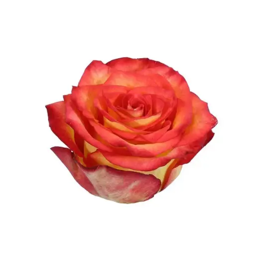 26TH 50cm Roses Orange High & Magic