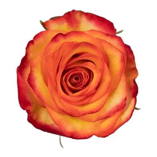 50cm Roses Orange/Yellow High & Magic