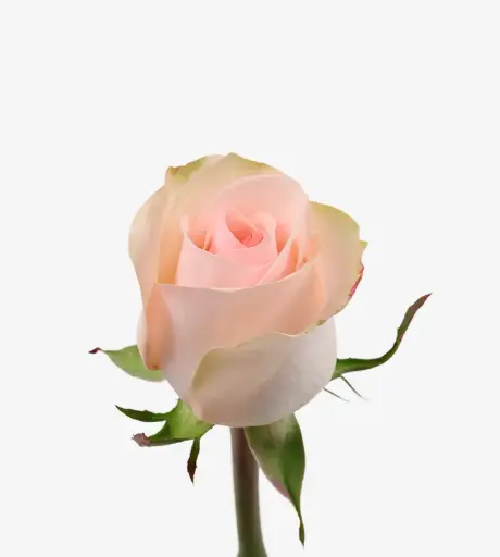 26TH 40cm Rose Lavender Blue Dream 