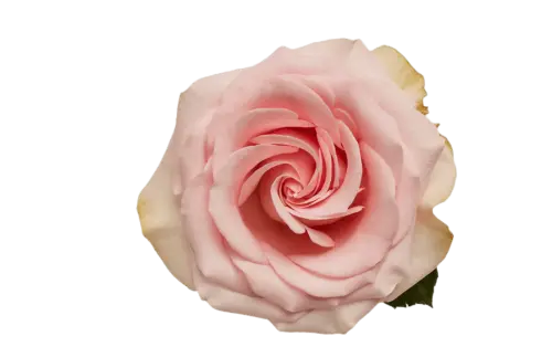 40cm Rose Light Pink Novia 