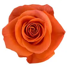 26TH 40cm Rose Orange Carnelian 