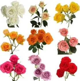 26th Spray Roses Mixed (Premium)