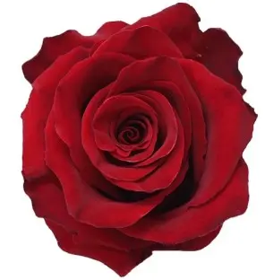 26TH 40cm Rose Red Explorer