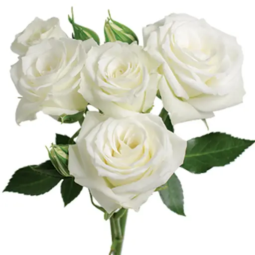 26TH Spray Roses White Viviane/S. Dreams 