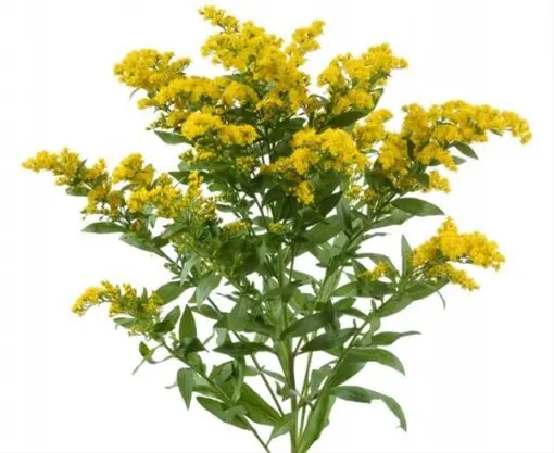 26TH Solidago Yellow Carnival