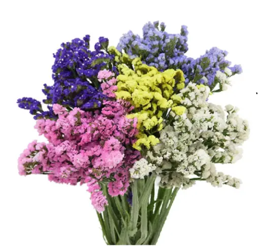 Statice Sweet Assorted 