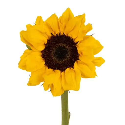 26TH Medium Sunflowers
