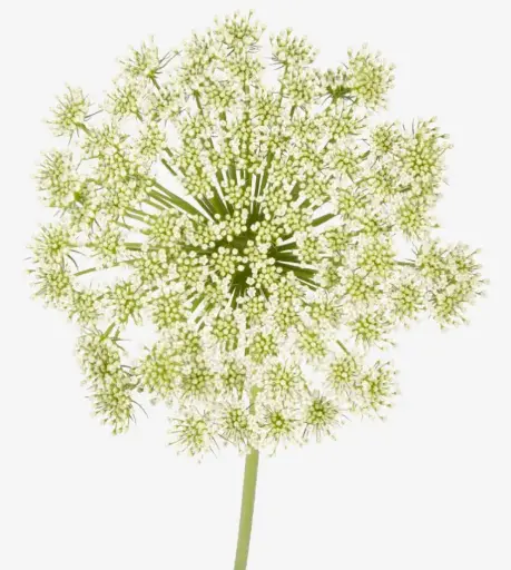 26TH Ammi Majus Queens Anne Lace (5st)