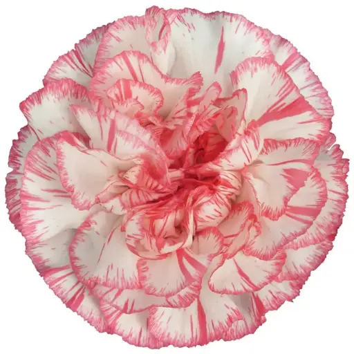 26TH LG Carnations Bi-Color Pink/White Spritz 