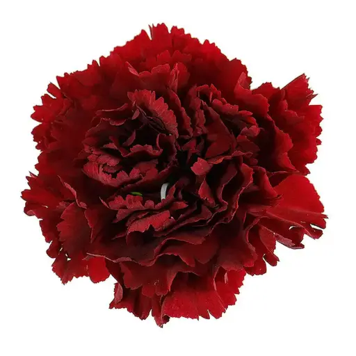 26TH LG Carnations Burgundy Zurigo 
