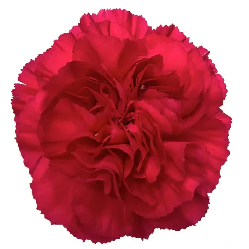 26TH LG Carnations Hot Pink Zepplin