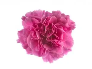 26TH LG Carnations Lilac Farida 