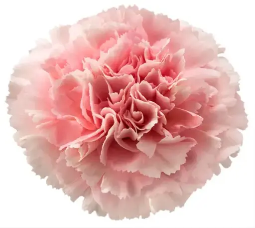 26TH LG Carnations Light Pink Misuki 