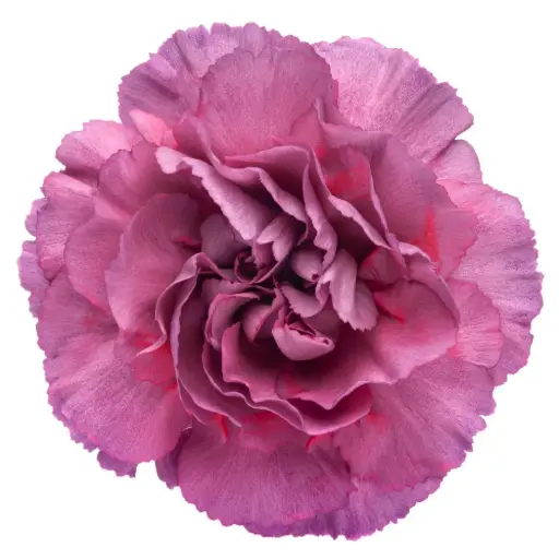 26TH LG Carnations Light Purple Metalica 